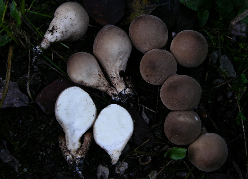 Gastromycetidae.